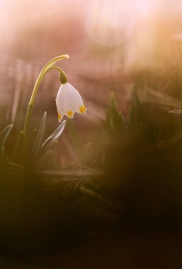 Soyut bokeh arka plan beyaz kardelen çiçek