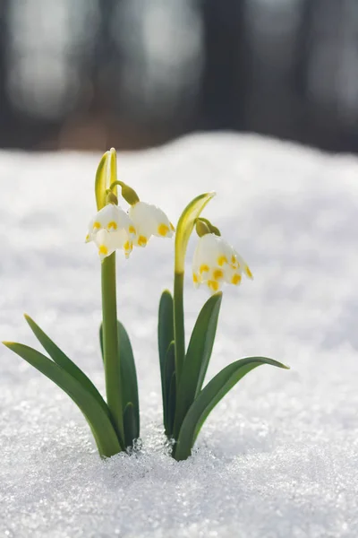 Біла квітка снігу з абстрактним фоном боке — стокове фото