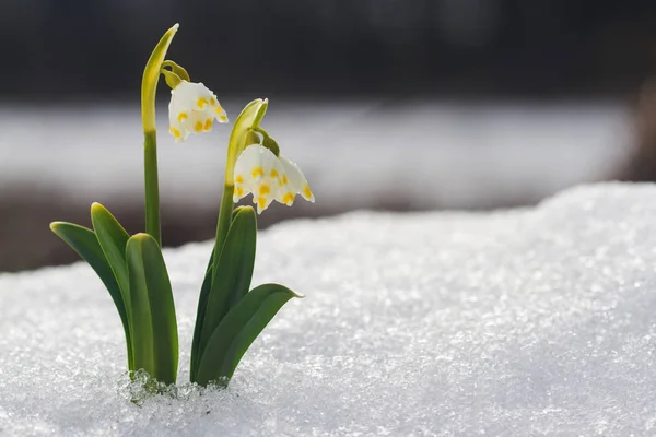 Branco flor de gota de neve com fundo bokeh abstrato — Fotografia de Stock