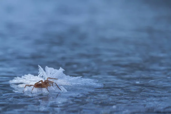 冬の氷の上に冷凍蜘蛛 — ストック写真