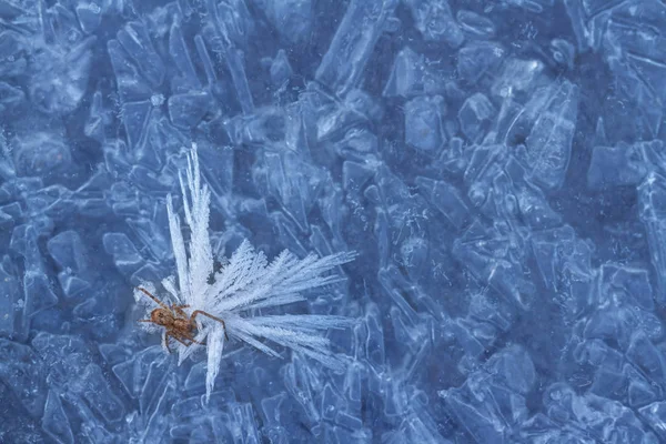 Araña congelada sobre hielo en invierno — Foto de Stock