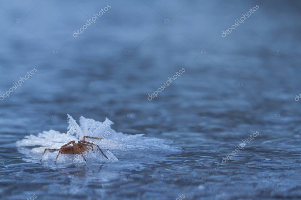 macrowildlife