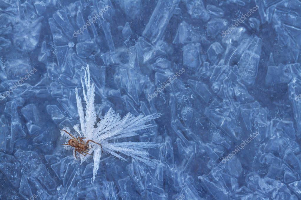 macrowildlife