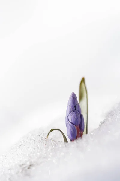 Vista de la flor mágica primavera nevada flor que crece de la nieve — Foto de Stock