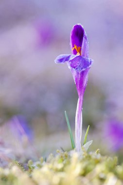 Bahar çiçek Çiğdem üzerinden taze otların yaban hayatı arasında büyüyen çiçek açan sihirli bir bakış. Wildgrowing Çiğdem güzel makro fotoğraf