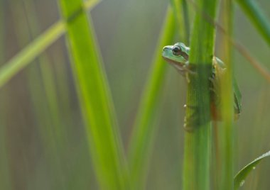 Yeşil ağaç kurbağası üzerindeki doğada reed yaprak (yeşil arborea)