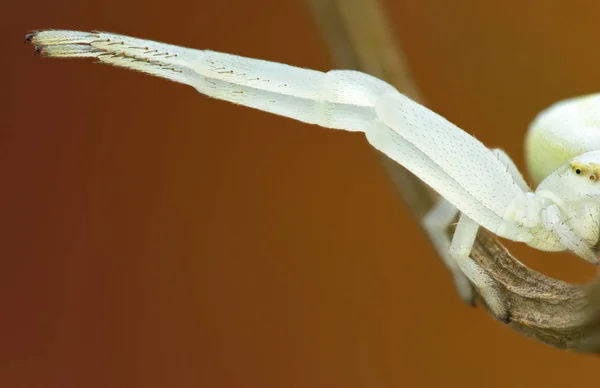 Mirada conceptual a la araña con gran magnificación. Increíble macro disparo de araña de cangrejo blanco misumena — Foto de Stock