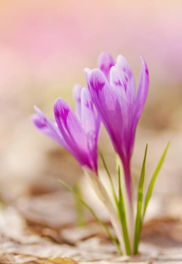 Bahar çiçeği bitkisi çiçeklenme yakın çekim magic görünümünü