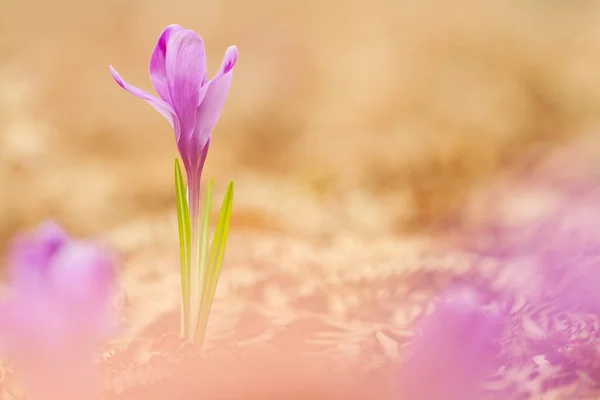 Вид на чарівні квітучі весняні квіти крупи, що ростуть зі старої сухої папороті у дикій природі. Красиві макро фотографії дикої крупи — стокове фото