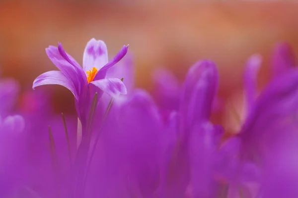 野生動物で成長している春の花クロッカスの咲く魔法のビュー。Wildgrowing クロッカスの美しいマクロ写真 — ストック写真