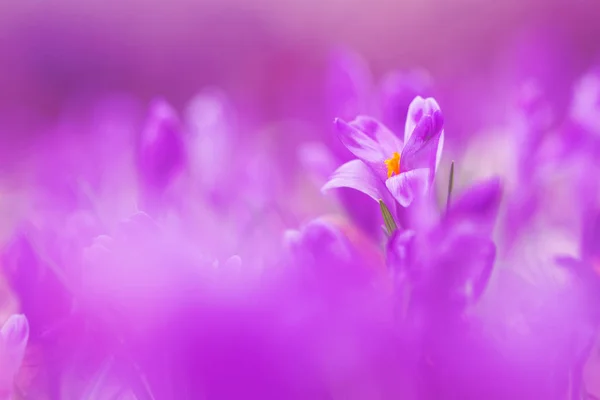魔法紫罗兰绽放春天花番红花生长在野生动物中的视图。Wildgrowing 在软紫罗兰色番红花的美丽宏照片 — 图库照片
