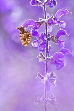 Kelebek (Boloria dia) çiçek yaban hayatı bir güzel Menekşe arka plan ile. Boloria Dia atış doğada doğal ışık ve renk macrophotography