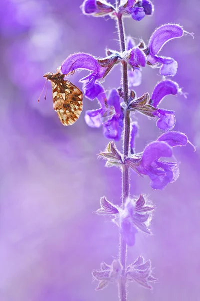 花与美丽的紫罗兰色背景在野生动物中的蝴蝶 (Boloria dia)。自然光线和色彩微距摄影技术的 Boloria Dia 中弹性质 — 图库照片