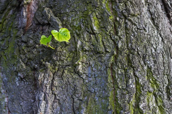 Új zöld levelek született a régi fa, textúrázott háttérre. Új élet metafora — Stock Fotó