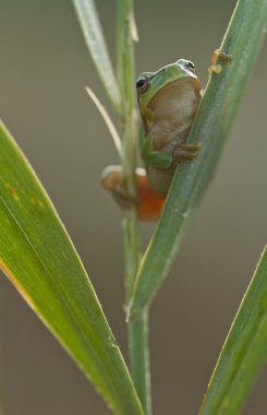 Yeşil ağaç kurbağası (yeşil arborea) reed yaprak yumuşak yeşil arka plana sahip