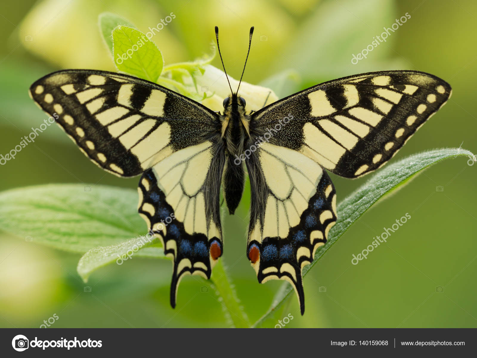 Butterfly machaon Butterfly machaon