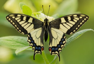 Yumuşak yeşil arka plana sahip bitki üzerinde güzel kelebek. Vahşi doğada Papilio Machaon kelebek