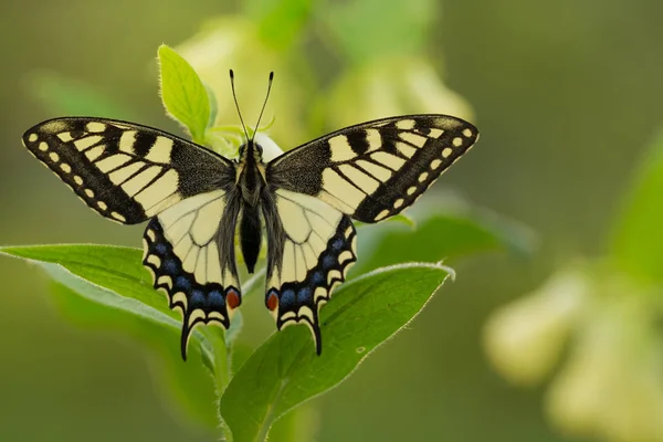 植物与柔和的绿色背景上的美丽蝴蝶。在自然界中的凤蝶玛卡翁蝴蝶 — 图库照片