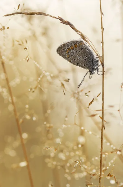 Beau papillon en gouttes d'eau le matin avec un fond doux. Meleageria daphnis papillon dans la nature sauvage — Photo