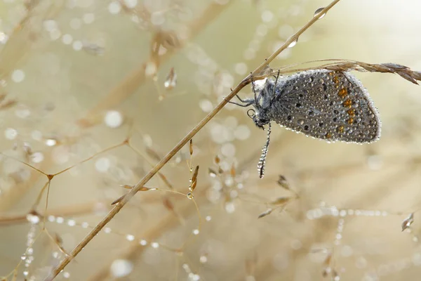 美丽的蝴蝶在水滴在清晨柔和的背景。在自然界中的 Meleageria 恩爱夫妻蝴蝶 — 图库照片
