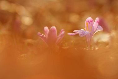 Altın güneş ışığı güzel bahar çiçek Çiğdem vahşi büyüyen üzerinde. Kır çiçekleri doğada muhteşem güzelliği