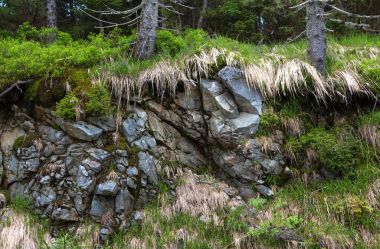 Yaşlı çam ağaçları dağlarda kayalara büyüyen Kuru 