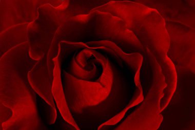 Kırmızı bir gülün makro görüntüsü.
