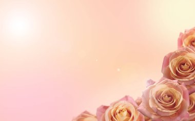 Yeni yumuşak renk arka plan gül çiçek ile. Adam düğün