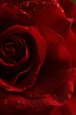 görüntüyü Su damlacıkları ile koyu kırmızı gül. 