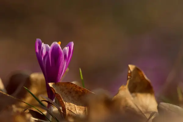 Beautiful spring flower crocus growing wild. Amazing beauty of wild flowers in nature — Stock Photo, Image