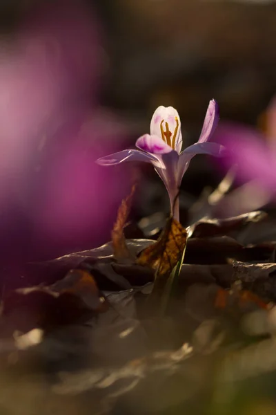 Hermosa flor de primavera cocodrilo creciendo salvaje. Increíble belleza de flores silvestres en la naturaleza — Foto de Stock