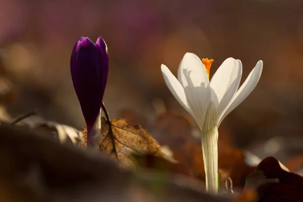 Beautiful spring flower crocus growing wild. Amazing beauty of wild flowers in nature — Stock Photo, Image