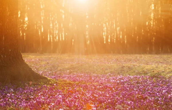 Fält av vilda lila krokusar med oaks träd dalen vid solnedgången. Skönhet av wildgrowing våren blommor krokus blommar på våren — Stockfoto