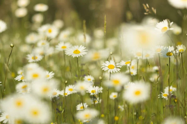 柔らかい背景とカモミールの花のフィールド — ストック写真