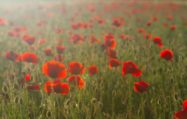 Field of poppy flowers at sunset with soft light in summer — Stock Photo, Image