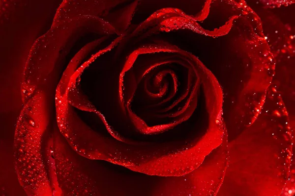 Макрозображення темно-червоної троянди з краплями води . — стокове фото