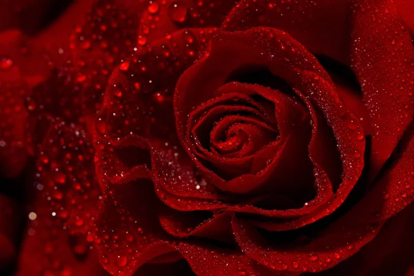 Macro foto van donkere rode roos met waterdruppeltjes. — Stockfoto