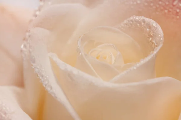 Одномісна квітка м'якої троянди з краплями роси крупним планом — стокове фото