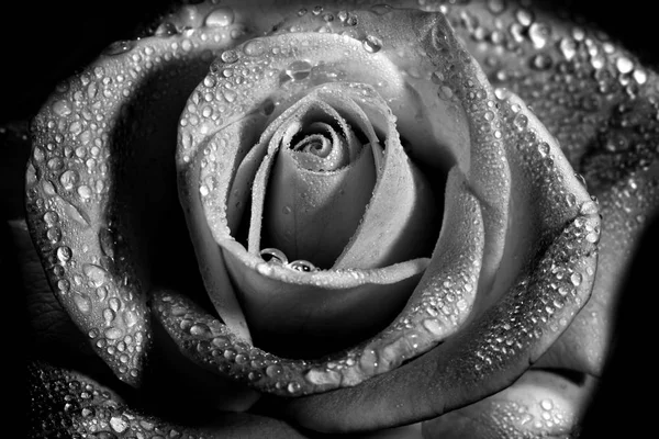 Мокрый белый цветок розы монохромный крупным планом фото с мелкой деп — стоковое фото