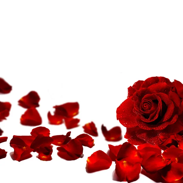 Červené okvětní lístky růže a růže izolovaných na bílém pozadí. — Stock fotografie