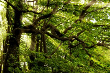 Yeşil ormanda güneş ışığı, bahar zamanı.