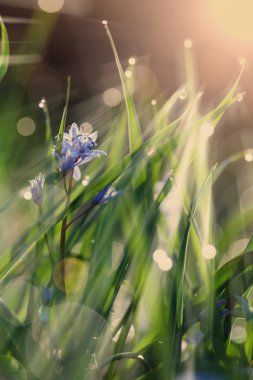 soyut güneşli güzel bahar arka plan