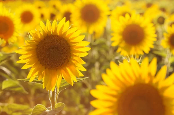 Increíble belleza de la luz del sol dorada sobre pétalos de girasol. Hermosa. — Foto de Stock