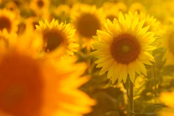 Increíble belleza de la luz del sol en pétalos de girasol. Hermosa vista o — Foto de Stock