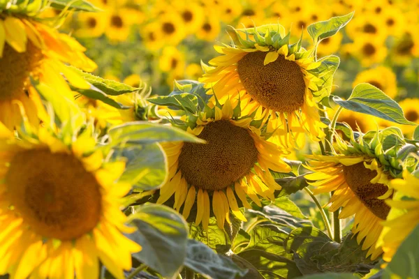 Increíble belleza del campo de girasol con luz solar brillante en la flor — Foto de Stock