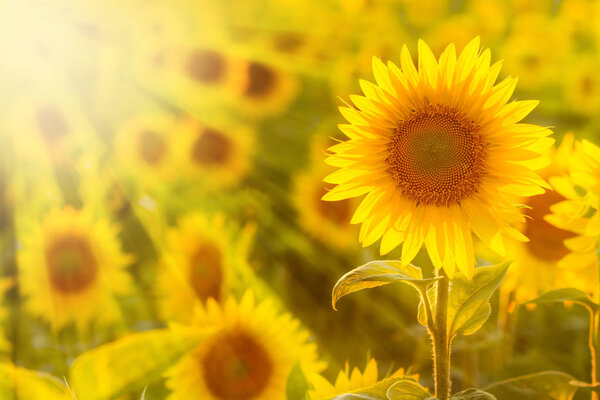 Amazing beauty of sunlight beams on sunflower petals. Beautiful 