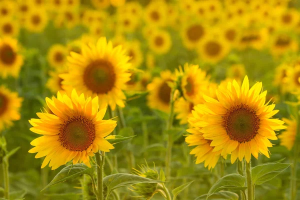 Increíble belleza de la luz del sol en pétalos de girasol. Hermosa vista o — Foto de Stock