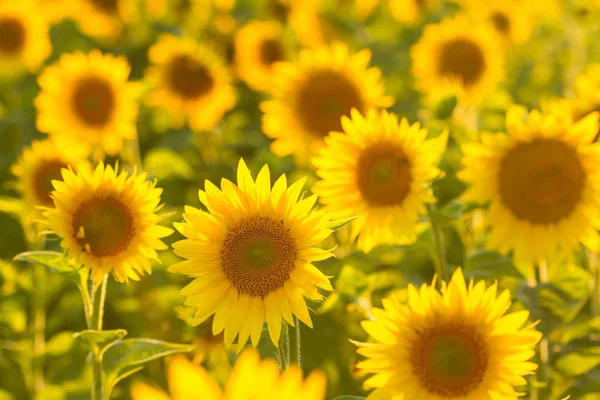 Increíble belleza del campo de girasol con luz solar brillante en la flor — Foto de Stock