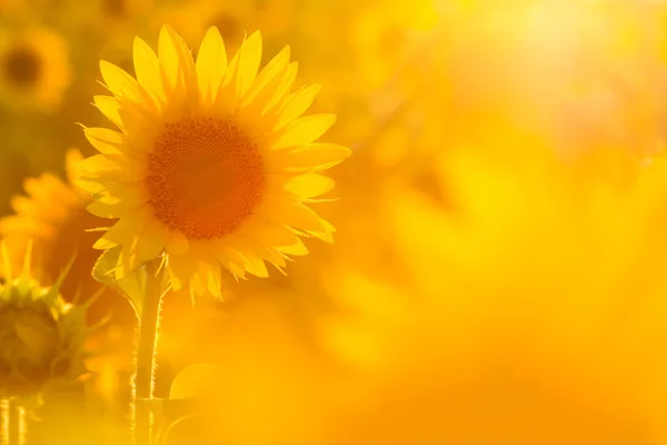 Increíble belleza del campo de girasol con luz solar brillante en la flor — Foto de Stock