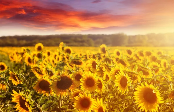 Increíble puesta de sol de hadas en el campo de girasoles con girasoles en primer plano — Foto de Stock